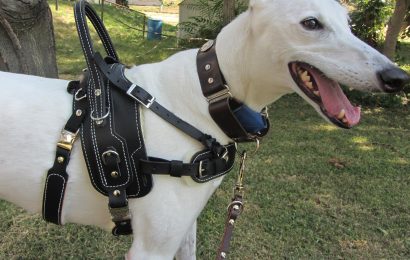 Have a Dog Harness for Car to Ensure Safety Riding with Your Pet