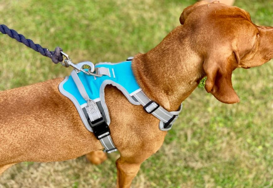 Importance of Dog Harness While Travelling