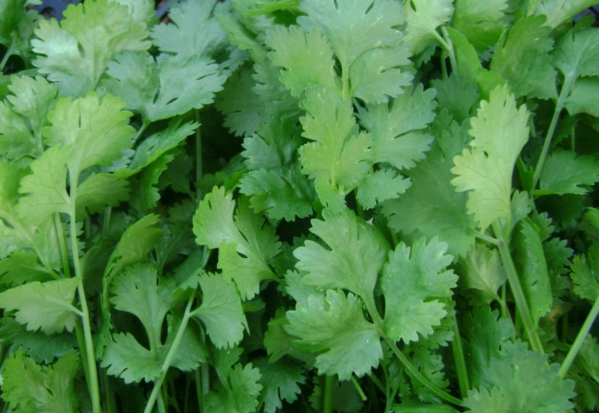 Sage – A Magically Beneficial Herb Sage – A Magically Beneficial Herb