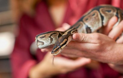 Important Points To Learn About Ball Python Before Making It A Pet