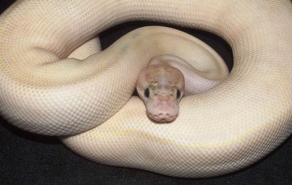 Things To Do With Your Ball Python