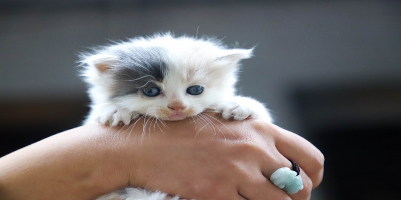 FIVE REASONS TO GO FOR A KITTEN PETTING
