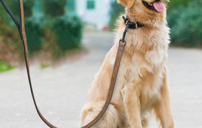 Should You Use Dog Harness for Small Dogs?