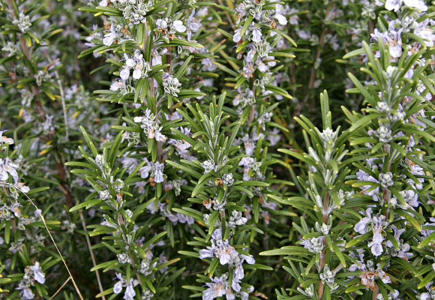 The Properties and Uses of Rosemary The Properties and Uses of Rosemary