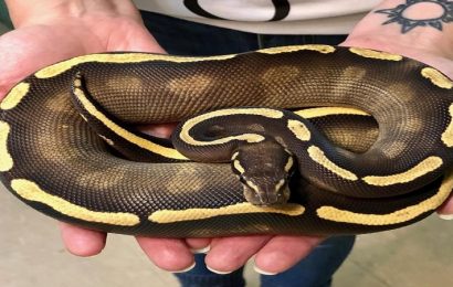 What Is The Generic Behavior Of A Ball Python?