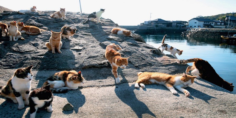 Why to Visit Cat Island for Vacations?