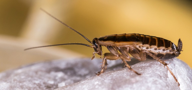 A Brief Introduction To The German Roaches And Their Social Nature