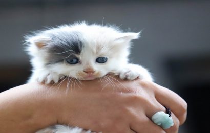 FIVE REASONS TO GO FOR A KITTEN PETTING